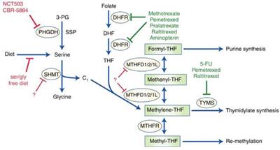 Advances in highly active one-carbon metabolism in cancer diagnosis, treatment and drug resistance: A systematic review